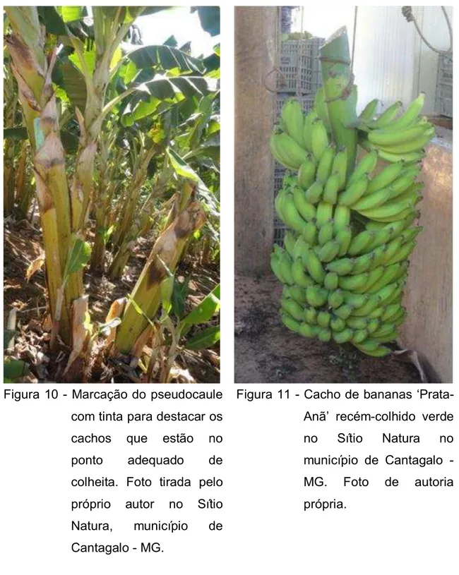 Figura 11 - Cacho de bananas  ‘Prata- ‘Prata-Anã ’  recém-colhido  verde  no  Sítio  Natura  no  município  de  Cantagalo  -  MG