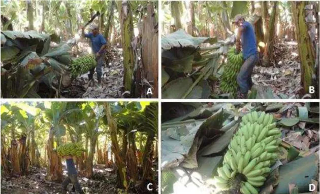 Figura 12 - Etapas da operação da colheita do cacho de bananas  ‘Prata-Anã’  no  Sítio  Natura  no  município  de  Cantagalo  -  MG