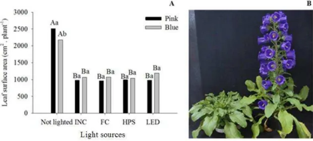 Figu re 4. Leaf surface area (A) of campanula ‘Champion Pink’ and ‘Champion Blue’  under  light  emitted  by  incandescent  (INC),  fluorescent  (FC),  high  pressure  sodium  (HPS), light emitting diodes (LED) lamps or no lighted; and view of plants grown