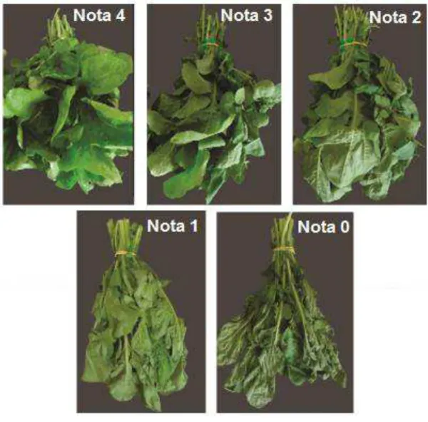 Figura  3  -  Características  para  avaliação  de  rúcula  Folha  Larga.  Nota  4  =  maços sem sinais de murcha ou enrugamento; nota 3 = maços  com  leves  sinais  de  murcha  ou  enrugamento;  nota  2  =  maços  com  sinais  moderados  de  murcha  ou  e