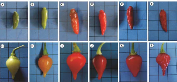 Figura  1.  Aspecto  visual  dos  frutos  de  pimenta  malagueta  (A  -  25  DAA;  B  -  40  DAA; C  - 55 DAA;  D  -  70 DAA; E  -  85 DAA;  F  -  100 DAA)  e biquinho  (G -  25  DAA; H - 40 DAA; I - 55 DAA; J - 70 DAA; K - 85 DAA; L - 100 DAA) durante o  