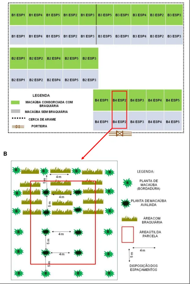 Figura 1. Esquema da disposição dos blocos e espaçamentos (A); Detalhamento da  disposição  das  plantas  de  macaúba  em  cada  espaçamento,  consorciada  ou  não  com braquiária, exemplo: B4 ESP2 (B)