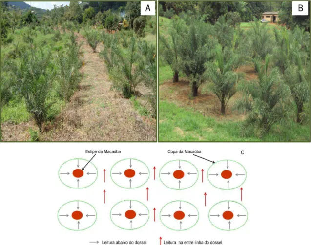 Figura  6.  Fotografias  e  esquema  das  medições  do  IAF  e  RFA.  A-  B:  Plantas  de  macaúba  com  3  e  4  anos  de  idade,  respectivamente