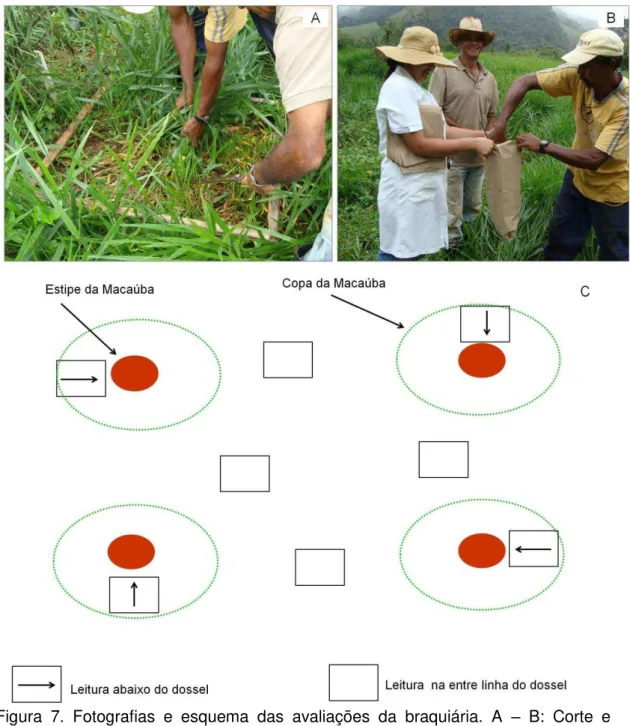 Figura  7.  Fotografias  e  esquema  das  avaliações  da  braquiária.  A  –  B:  Corte  e  acondicionamento  da  braquiária  em  saco  de  papel