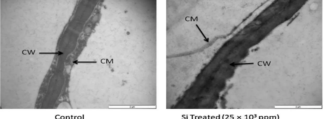 Figura 6.  Microscopia  eletrônica  de  transmissão  (TEM)  mostra  as  mudanças estruturais nos componentes celulares, parede celular  (CW)  e  da  membrana  celular  (CM),  do  exocarpo  de  abacate
