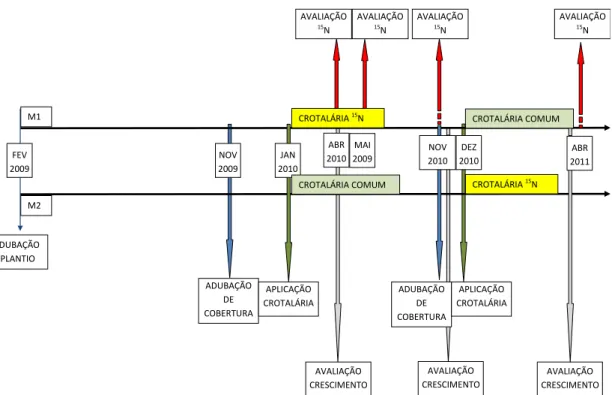 Figura  1.  Cronologia  da  aplicação  dos  adubos  orgânicos  de  plantio  e  cobertura,  da  crotalária comum ou enriquecida com  15 N nas  microparcelas nos  anos  1 e 2  (M1 e M2) e dos momentos e avaliação