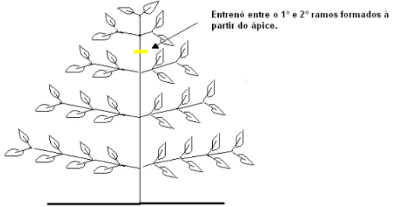 Figura 2. Representação do cafeeiro com demarcação com fita abaixo do 2º nó para  avaliação do crescimento