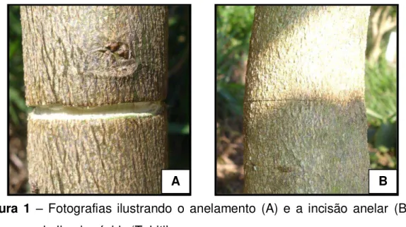 Figura  1  – Fotografias  ilustrando  o  anelamento  (A) e  a incisão  anelar  (B)  em ramos de limeira ácida ‘Tahiti’