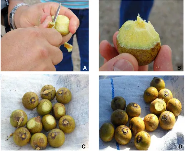 Figura 4 – Estádio de maturação dos frutos: A e B- Verificação da coloração  interna da polpa; C- Fruto “de vez”; e D- Fruto maduro