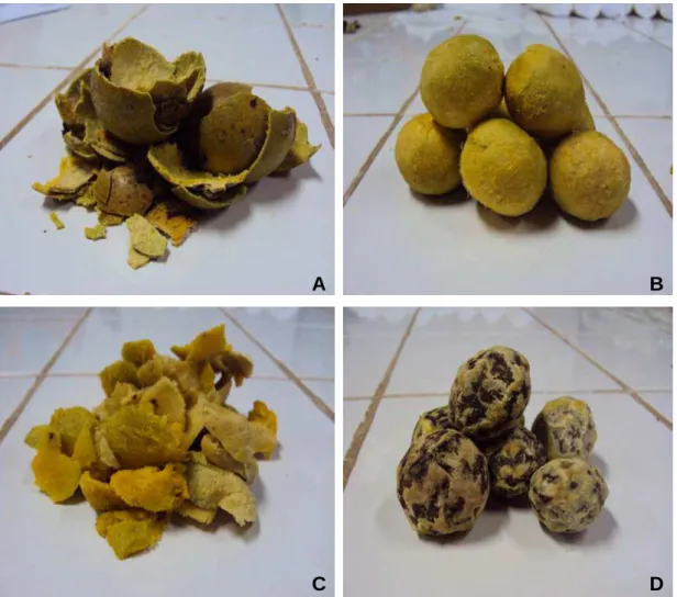Figura 13 – Componentes  do  fruto  de  macaúba:  A-  Casca;  B-  Fruto  descascado; C- Polpa; e D- Amêndoa