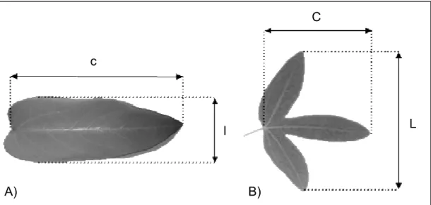 Figura  01.  MedVção  de  comprVmento  da  nervura  prVncVpal  (C,  c)  e  maVor  largura da folha (L, l), em folhas não lobadas (FVgura 1 A) e com maVs de um  lóbulo (FVgura 1 B)