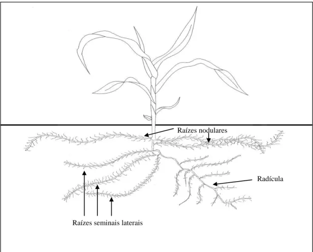 Figura  1.  Parte  aérea  e  sistema  radicular  de  uma  planta  de  milho  com  quatro  folhas  completamente expandidas (V4)
