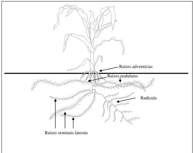Figura  1.  Parte  aérea  e  sistema  radicular  de  uma  planta  de  milho  com  seis  folhas  completamente expandidas (V6)