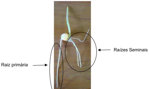 Figura 1. Plântula de milho com 4 dias após a semeadura, sistema radical  formado pela raiz primária e raízes seminais