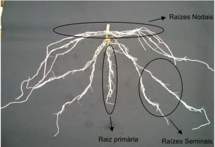 Figura 3. Sistema radical de plântula de milho no estádio V4, formada pela raiz  primária, raízes seminais e raízes nodais