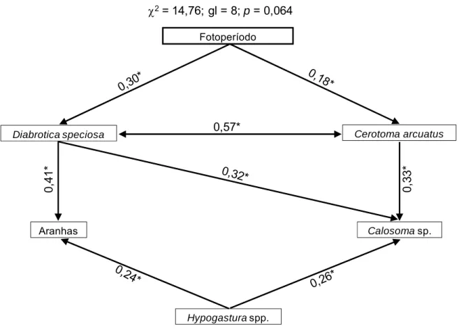 Figura 3.  Diagrama da análise de trilha entre fotoperíodo, densidades de  Cerotoma arcuatus , aranhas,  Calosoma  sp