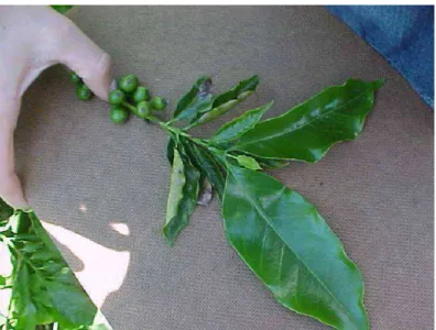 Figura 2. Ramo plagiotrópico do cafeeiro com folhas deficientes em Zn e folhas  jovens normais crescidas um mês após a inserção no caule do comprimido  com sais de Zn