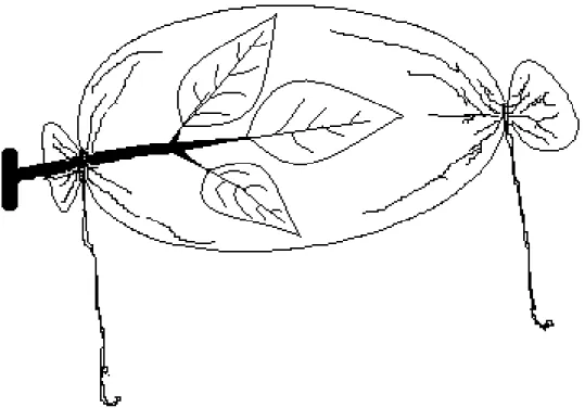Figura 1. Esquema do saco de tecido organza utilizado no experimento para envolver as  folhas de soja