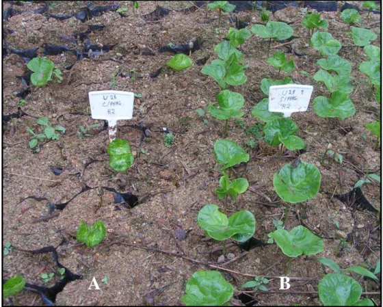 Figura 2 - Emergência de plântulas provenientes de sementes de cafeeiro com  pergaminho (A) e sem pergaminho, removido manualmente (B), aos 60 dias  após a semeadura