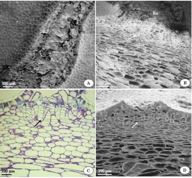 Figura 4 - Eletromicrografias de varredura (A, B e D) e fotomicrografia (C) no  melão Gália 'Solar King'