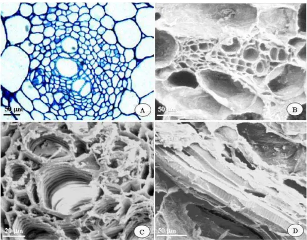 Figura 6 – Fotomicrografia (A) e eletromicroscopia de varredura (B, C e D) de  feixes vasculares no mesocarpo do melão Gália 'Solar King'