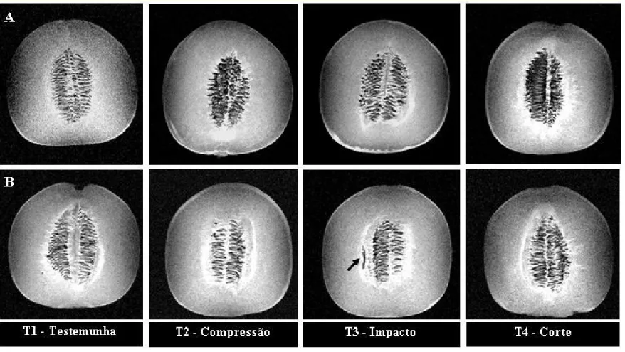 Figura 6 – Tomogramas de ressonância magnética nuclear em melão Gália 'Solar King' submetido a estresses mecânicos