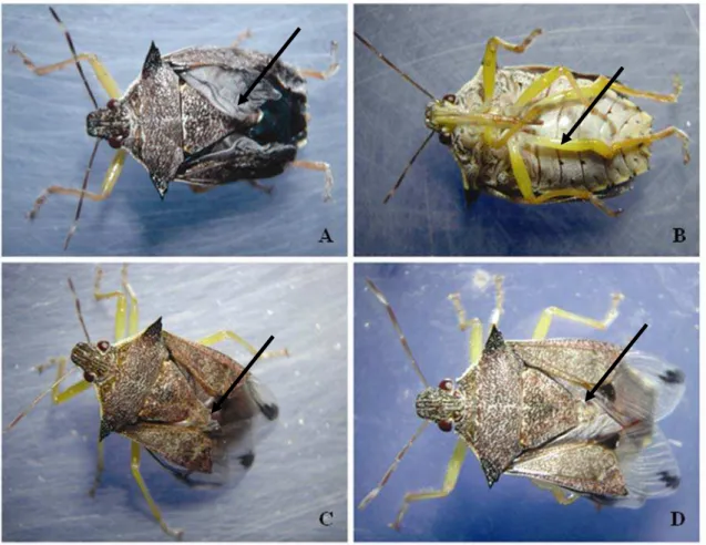 Figura 3 - Anomalias em adultos de Podisus nigrispinus (Heteroptera: Pentatomidae)  após aplicação tópica de extrato de neem no terceiro estádio desse predador a 25,0 ±  4,0ºC de temperatura, umidade relativa de 70 ± 4,0% e 12 horas de fotofase