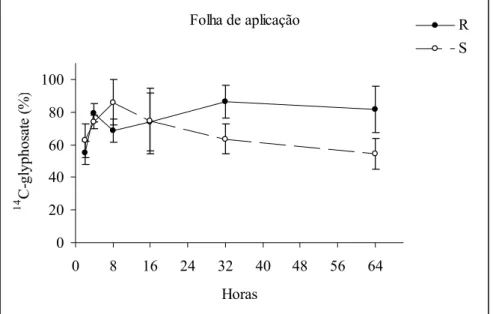 Figura 2 – Porcentagem de  14 C-glyphosate presente na folha aplicação em relação ao  total presente na planta, nos biótipos resistente (R) e suscetível (S)