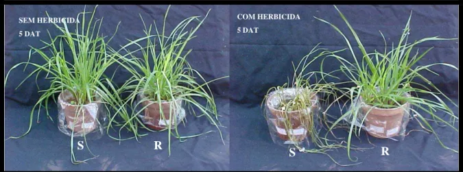 Figura 7 –  Biótipos suscetível e resistente, sem e com herbicida aos cinco dias após a  aplicação dos tratamentos