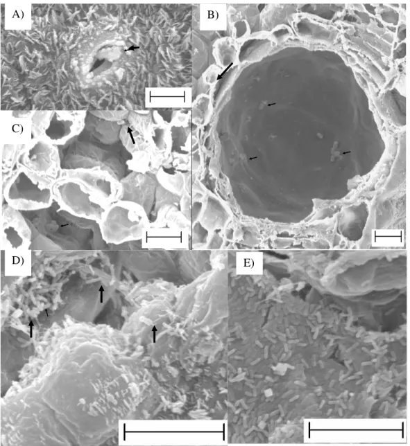 Figura  2  -  Presença  de  células  de  Xanthomonas  axonopodis  em  folhas  de  eucalipto,  híbrido  de  Eucalyptus  urophylla  x  Eucalyptus  grandis,  inoculadas com o patógeno