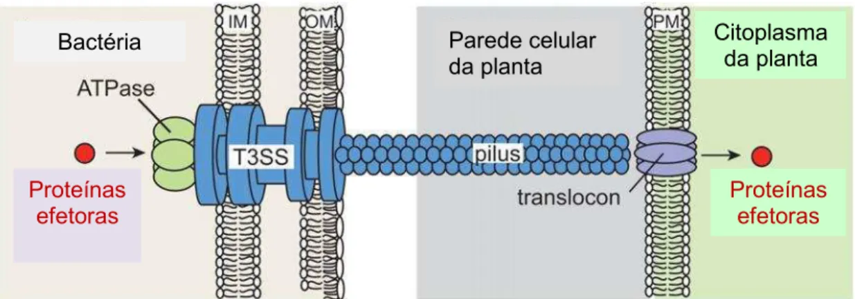 Figura  4:  Representação  esquemática  do  transporte  de  proteínas  efetoras  pelo  Sistema de Secreção Tipo III (SST3)