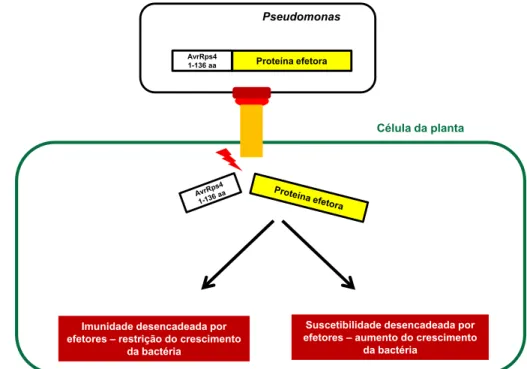 Figura  5:  Representação  esquemática  da  translocação  de  proteínas  efetoras  para  o  citoplasma  da  planta  mediada  pelo  vetor  pEDV