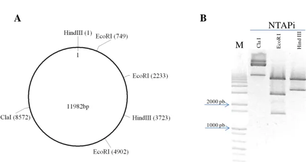 Figura 1. Análise de restrição do vetor pNTAPi. A. Mapa de restrição com as enzimas Cla I  (um sítio), Hind III (dois sítios) e EcoR I (três sítios)