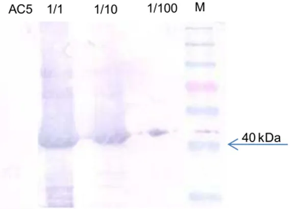 Figura 3. Confirmação da especificidade do soro imune anti-MP por Western blot. A proteína  recombinante  6xHis-MP  foi  analisada  em  três  diluições  (1:1,  1:10  e  1:100)