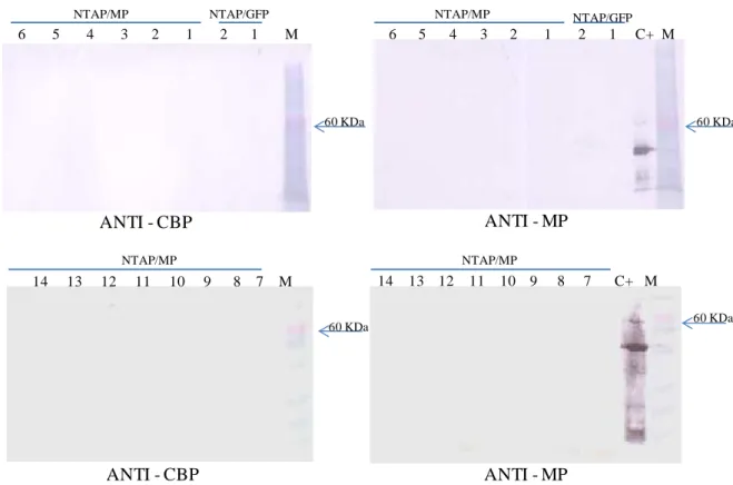 Figura 4. Análise por Western blot utilizando anti-soros contra 6xHis-MP e contra CBP para  detecção da  expressão das  proteínas  NTAPi-MP ou NTAPi-GFP em  plantas transgênicas  de  tomateito cv