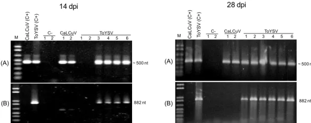 Figura  6.  Confirmação  da  infecção  de  plantas  de  A.  thaliana  Col-0  pelo  ToYSV
