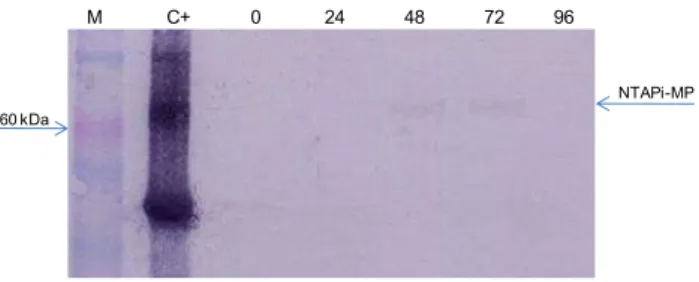 Figura 7. Análise por Western blot, utilizando-se anti-soro contra 6xHis-MP, para avaliação  do período de maior expressão do transgene NTAPi-MP após agroinfiltração em folhas de N