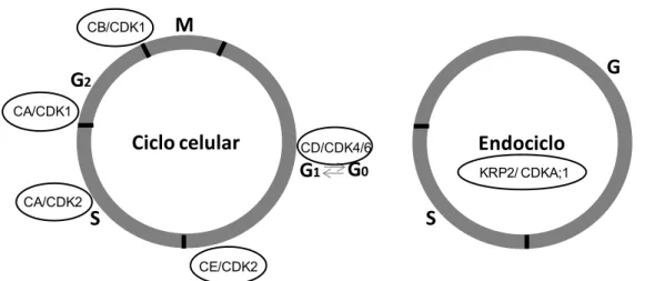 Figura 2. Modelo simplificado do  ciclo celular  e do endociclo. As diferentes fases  do  ciclo  celular  estão  representadas  por  M  (mitose),  G 1   (período  de  preparação  para  a  síntese  de  DNA),  S  (síntese  de  DNA),  G2  (preparação  da  cél