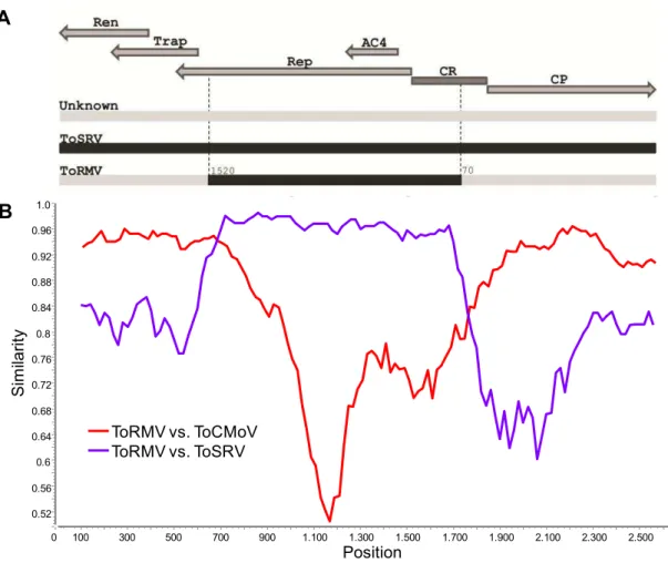 Figure 4. Analysis of putative recombination events involving ToRMV and ToSRV. A.  Schematic  representation  of  the  recombinant  region  between  ToSRV  and  ToRMV