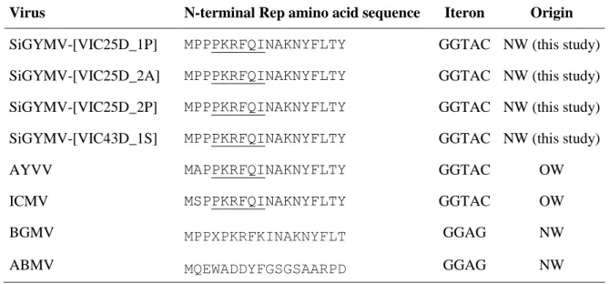 Table 3. Comparison of deduced amino acid sequences of the N-terminal Rep protein of  Sida  golden  yellow  mosaic  virus  (SiGYMV)  isolates  determined  in  this  study,  with  begomoviruses from the Old and New Worlds.
