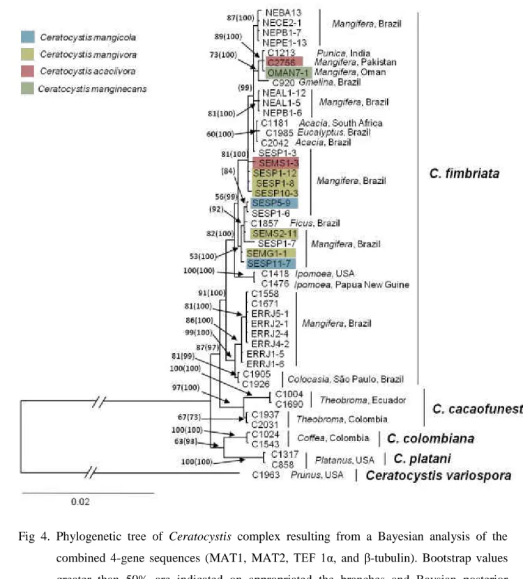 Fig  4.  Phylogenetic  tree  of  Ceratocystis  complex  resulting  from  a  Bayesian  analysis  of  the 2 