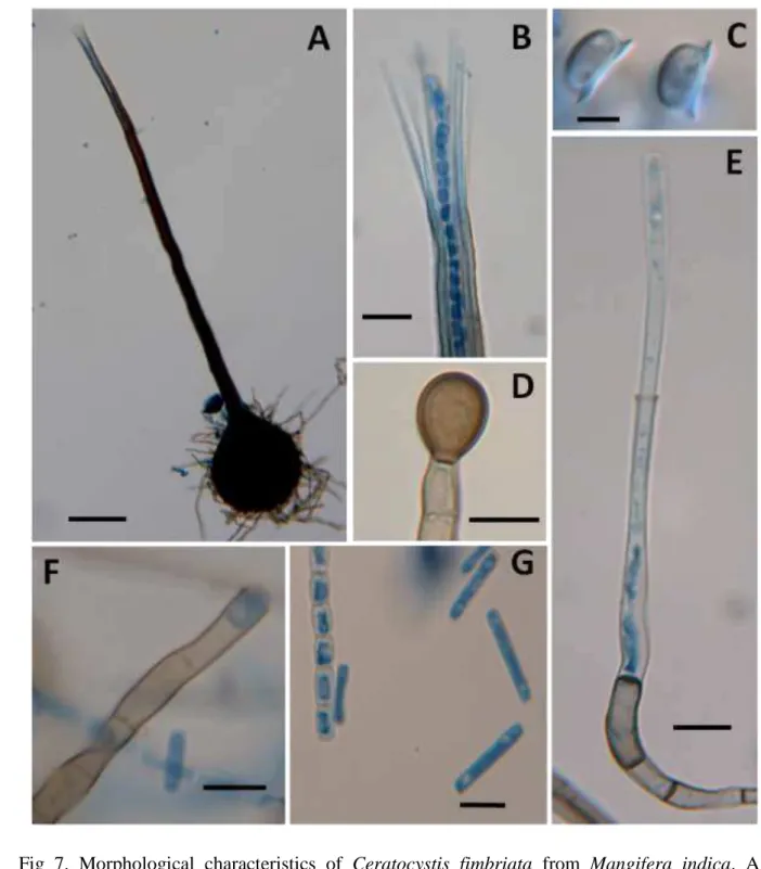 Fig  7.  Morphological  characteristics  of  Ceratocystis  fimbriata  from  Mangifera  indica