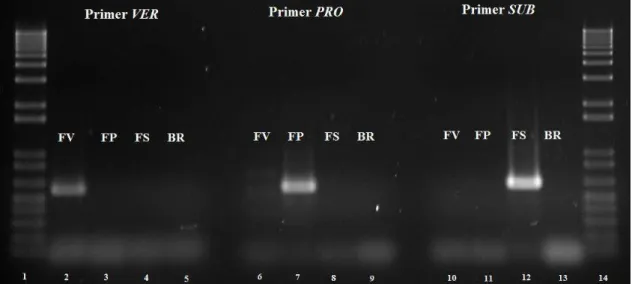 Figure  2.  Agarose  gel  electroforese  of  species-specific  PCR-amplicons  for  three  Fusarium  reference  species