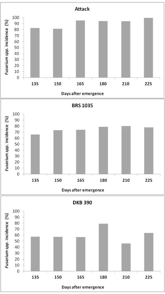 Fig.  4.  Means  incidence  of  Fusarium  spp.  incidence  in  maize  kernel  of  three  commercial maize hybrids, harvested at different days after emergency in field  experiments in two years