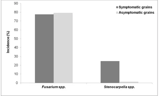 Fig.  5.  Means  incidence  of  Fusarium  spp.  and  Stenocarpella  spp.  in  symptomatic  (rot)  and  asymptomatic  (visually  healthy)  grains  of  three  commercial maize hybrids in field experiments in 2010/2011