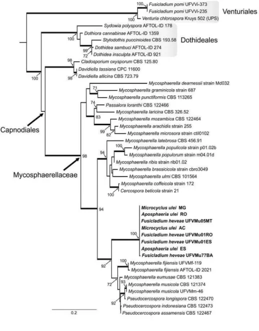 Figure 03. Hora Júnior et al 