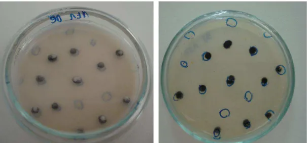 Figure 2. Colonies from single-conidium in medium V8 after 10 days of isolation. 