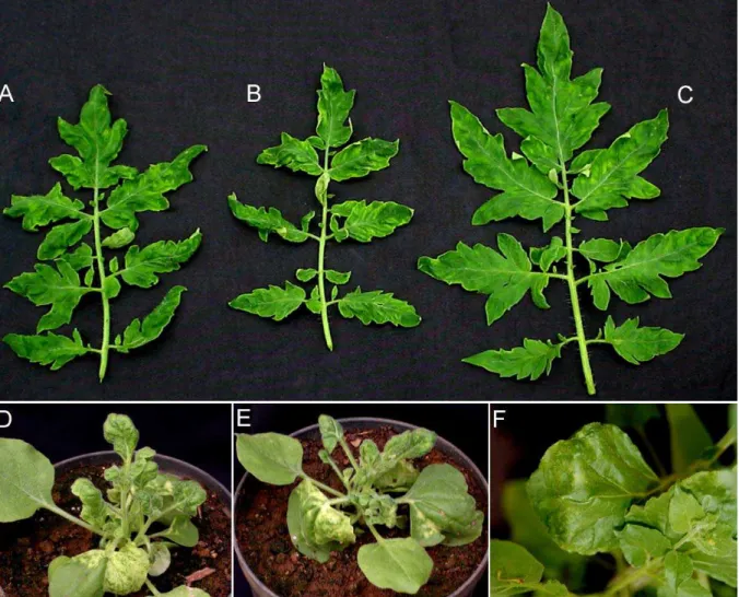 Tabela 1. Infectividade e período latente observado em plantas de tomateiro e N.  benthamiana inoculadas com o ToYSV e ToRMV isoladamente ou em infeção mista