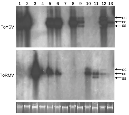 Figura 3. Acúmulo de DNA viral do ToRMV e ToYSV em plantas de tomateiro e Nicotiana  benthamiana inoculados isoladamente ou em conjunto
