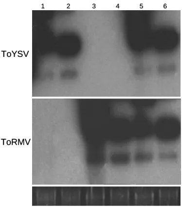 Figura 4. Replicação do ToYSV e do ToRMV em protoplastos de Nicotiana tabacum.  Protoplastos foram eletroporados com plasmídeos contendo clones infecciosos dos  componentes A e B do ToYSV e ToRMV, separadamente ou em conjunto